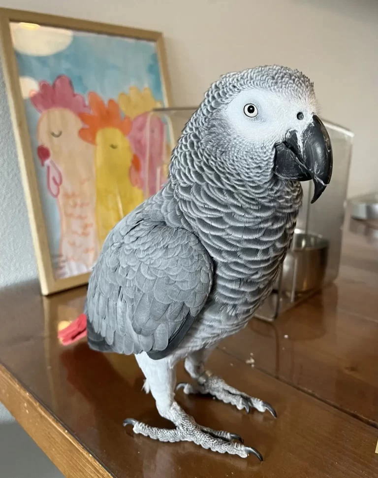 african grey parrot