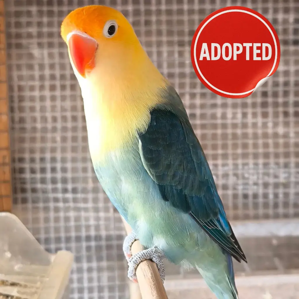 parrot for adoption