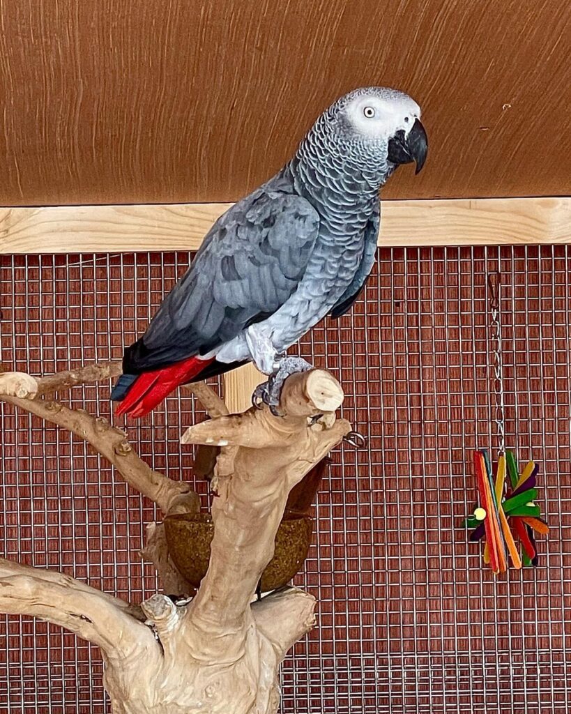 african grey parrot