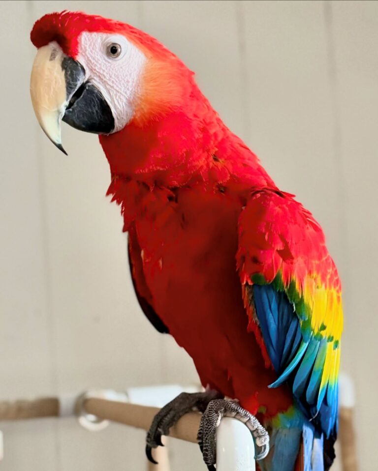 macaw parrot