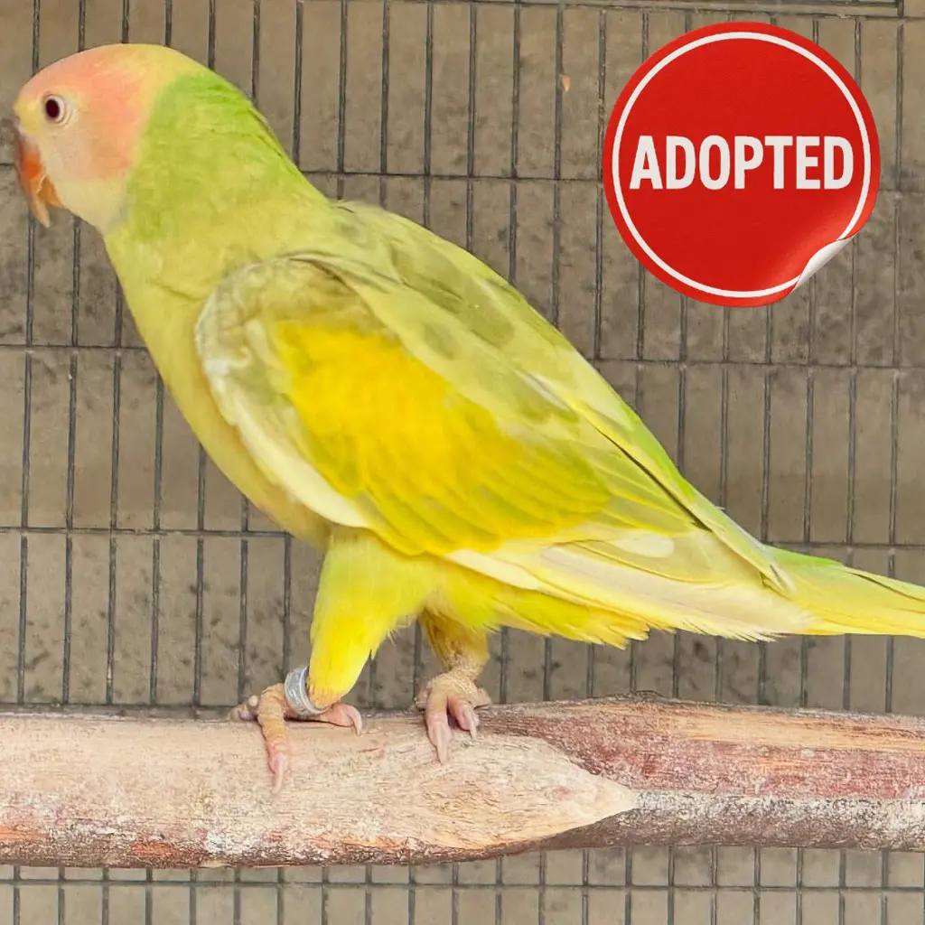 parrot for adoption