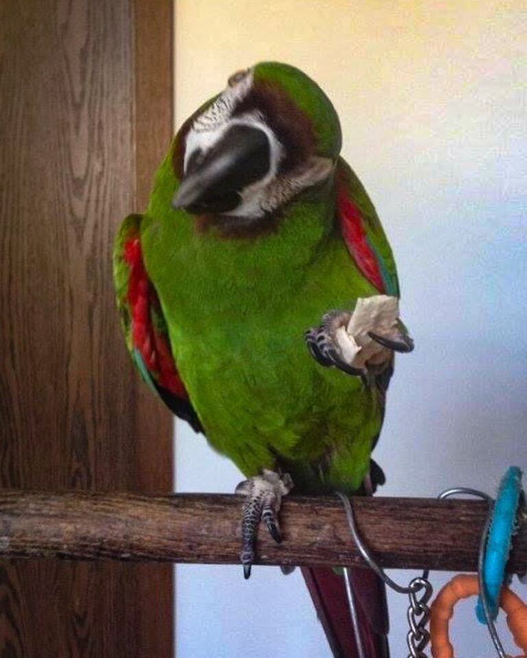 macaw parrot