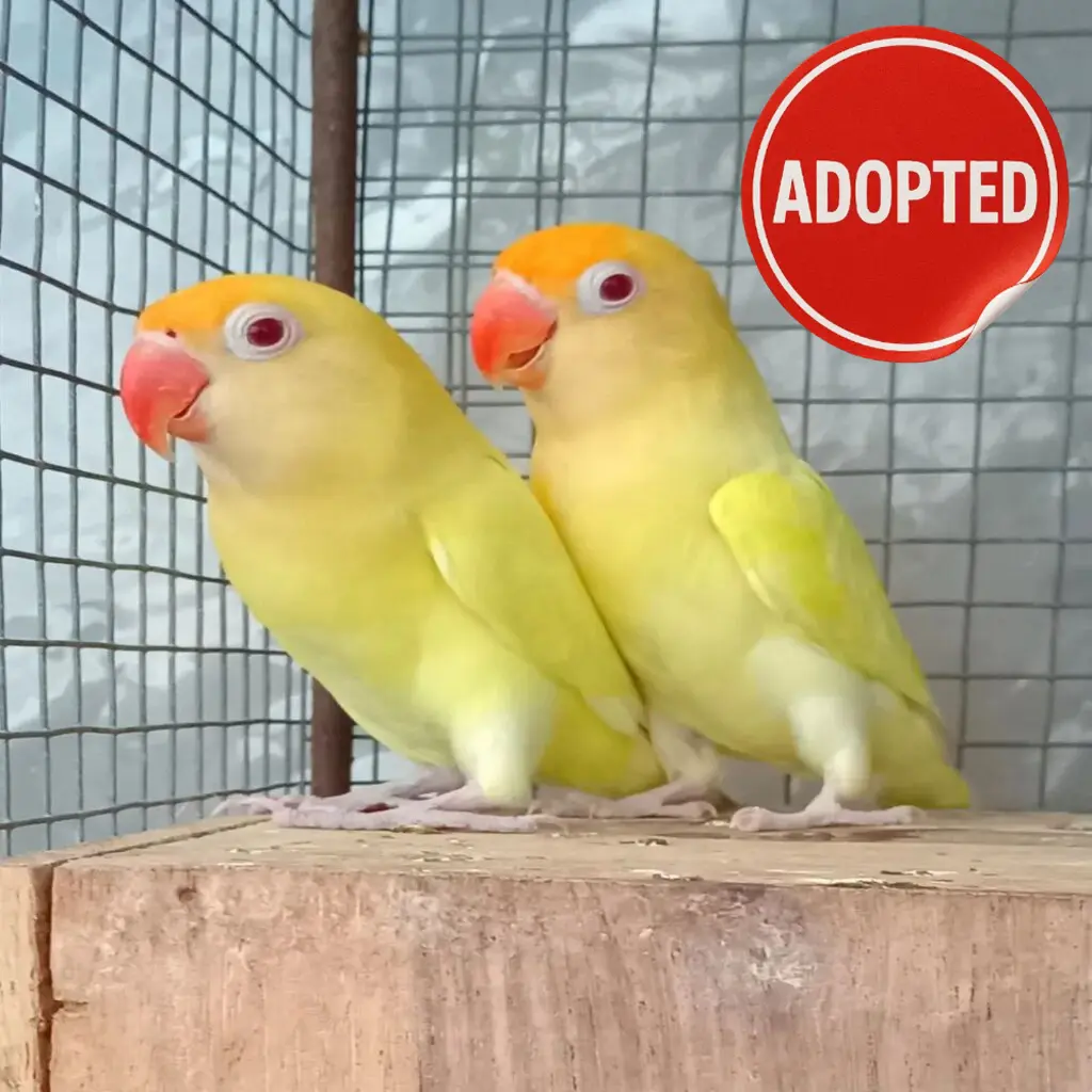 parrot for adoption