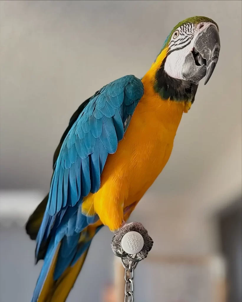 macaw parrot