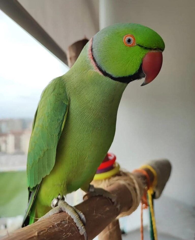 ring neck parrot