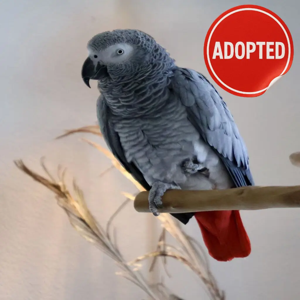 adopt a parrot